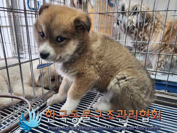한국동물구조관리협회_441406202300292